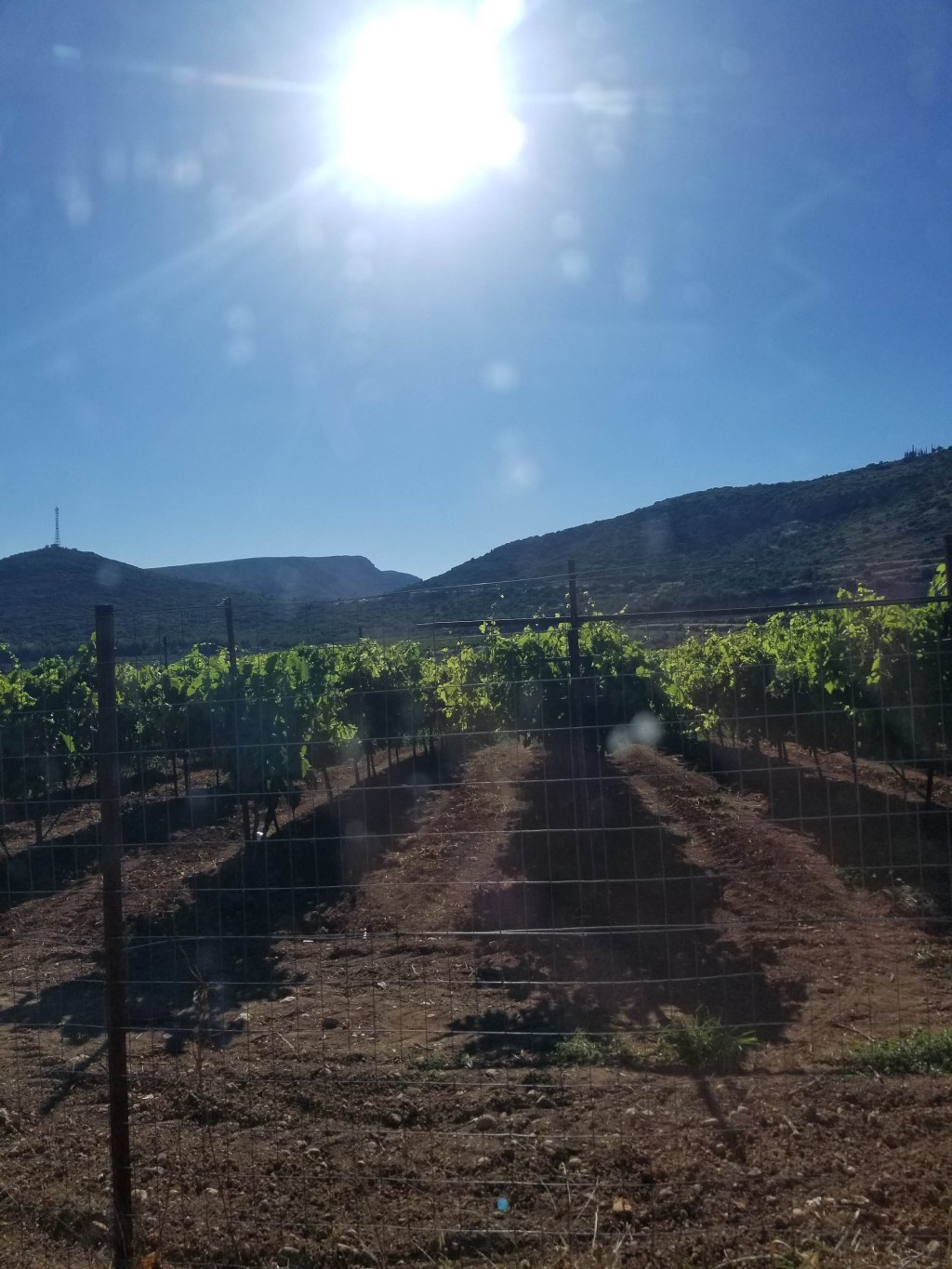 Gardening: A beginners&nbsp;Guide